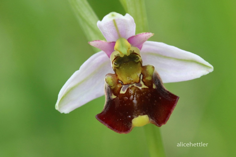 Hummel-Ragwurz _Ophrys holoserica_ 12.jpg